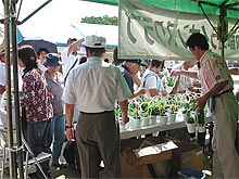 大阪都島ライオンズクラブ 第33回都島区民祭り 花鉢1,000鉢を配布